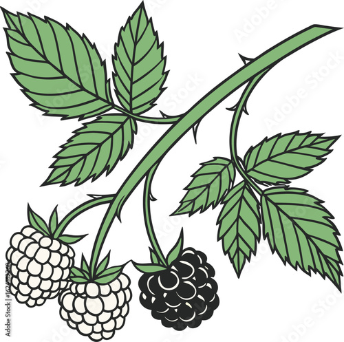 Blackberries and White Raspberries on a Branch