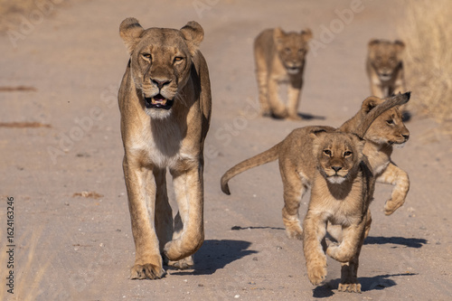 Lion cubs Running
