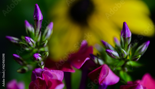 emerging summer flowers 