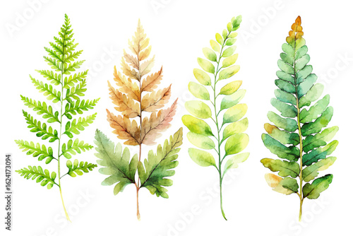 set of watercolor maidenhair fern vector illustration isolated on white background