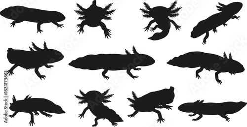 Silhouette Axolotl Collection, Unique Aquatic Animal Illustration, Regenerative Amphibian Species, Biology, Nature, Science, Educational, Adobe Stock Image