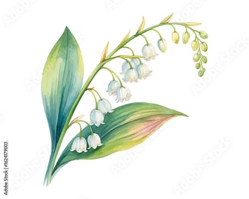 watercolor Lily Of The Valley Branch vector illustration isolated on white background