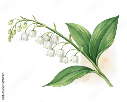 watercolor Lily Of The Valley Branch vector illustration isolated on white background