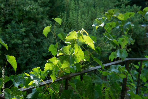 Grape Vine on Iron Railing