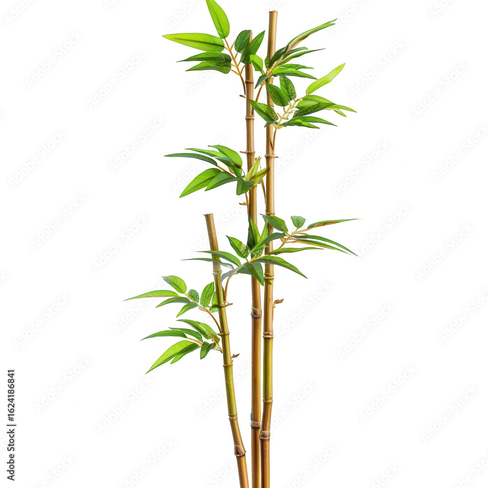 Obraz premium Green bamboo plant, vertical