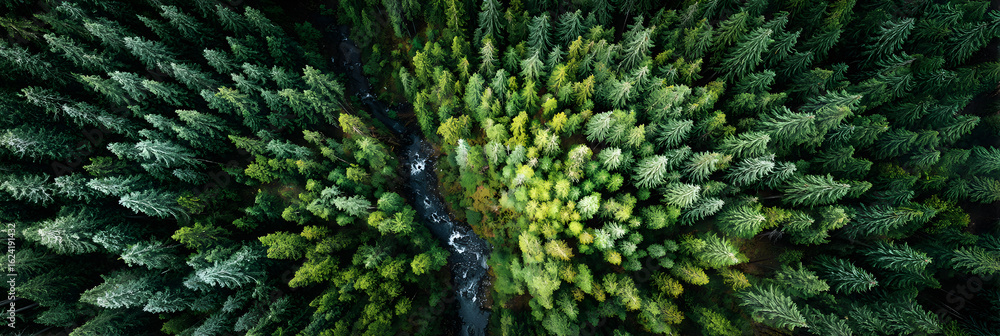 Fototapeta premium Stunning Aerial Forest Shots: Captivating Views of Verdant Trees, Diverse Wildlife, and Ethereal Landscapes with Vibrant Canopies from High Above