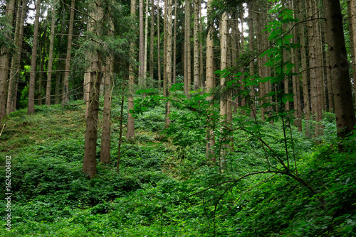 Swiss Fir Forest