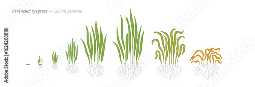 Growth stages of perennial ryegrass