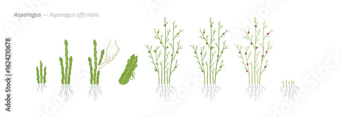 Growing stages of asparagus from seeds to harvest