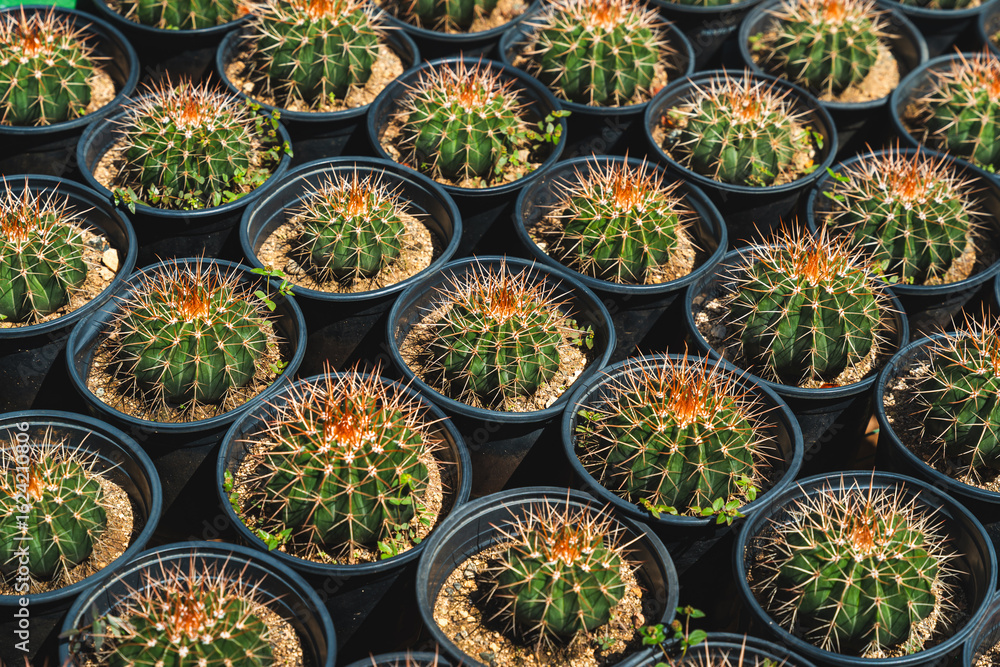 Fototapeta premium Rows of small potted cacti with sharp spines in black pots, arranged neatly in a structured display from Puerto Rico.