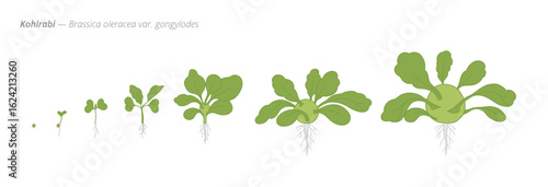 Kohlrabi development stages vector infographic