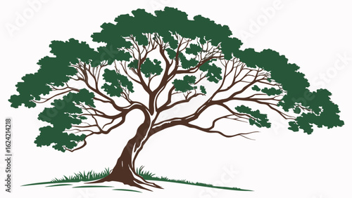 Illustration of a mature tree with a curved trunk and dense green foliage on a white background scene