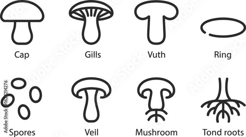 Mushroom Parts Set Isolated on White Cap, Gills, Vuth, Ring, Spores, Veil, Roots