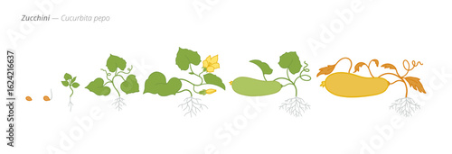 Growth stages of zucchini from seed to harvest
