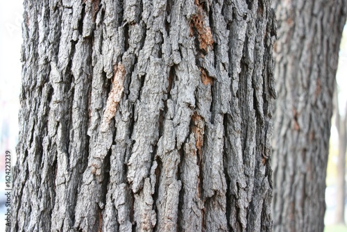 Close up of Tree Bark Texture for Nature and Environment Themes