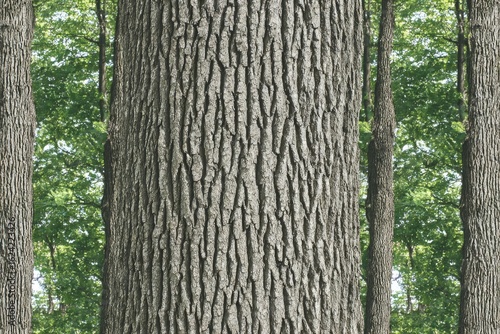 Close-up forest tree trunks, textured bark, lush greenery