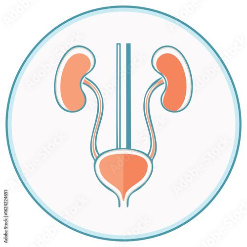 Human urinary system illustration featuring kidneys, ureters, and bladder in a simple medical icon