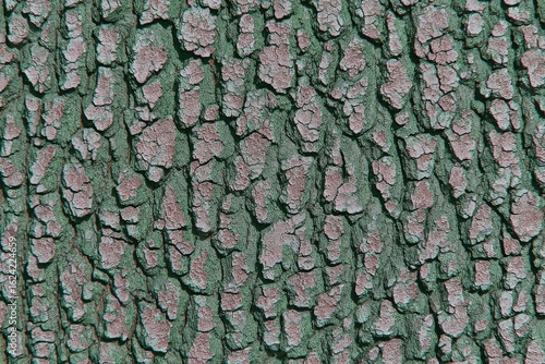 Close-up of weathered tree bark with deep fissures