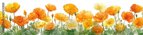 Orange and yellow California poppies in a garden setting