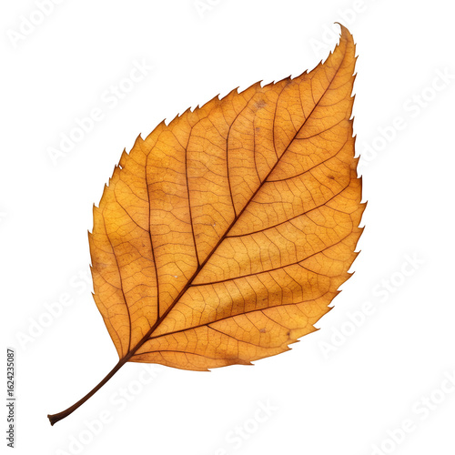 A single dried leaf with curled edges and earthy tones, isolated on white or transparent background, natural and textured, perfect for autumn or eco-themed design
