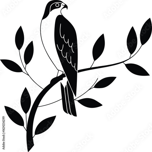 Detailed hawk & falcon illustrations - bird of prey designs