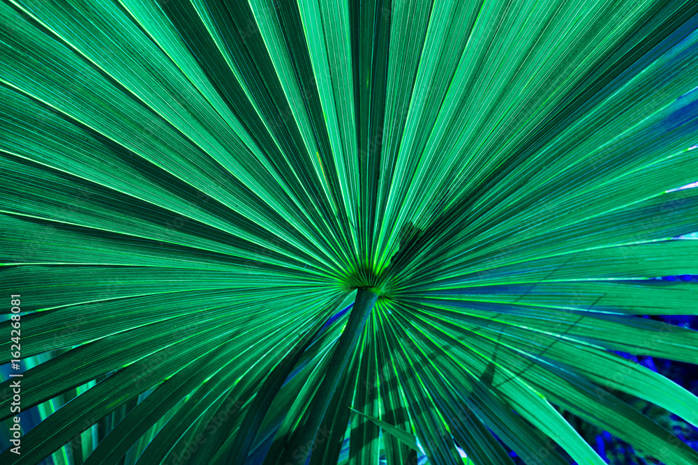 Fototapeta premium abstract palm leaf textures on dark blue tone, natural green background.