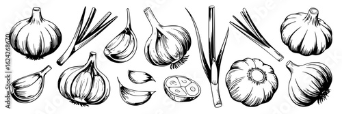 Hand-drawn garlic and scallions collection. Vector illustration set with whole garlic bulbs, cloves, cross-sections and scallion stalks. Black and white line art drawing of aromatic cooking ingredient
