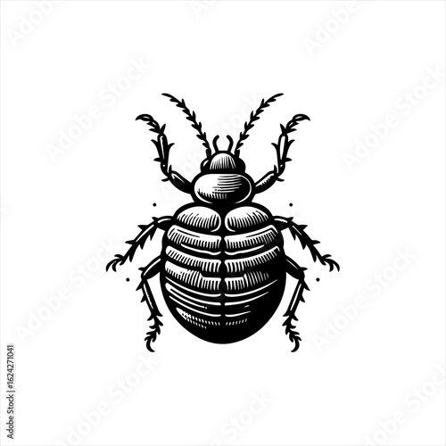 Beetle insect illustration