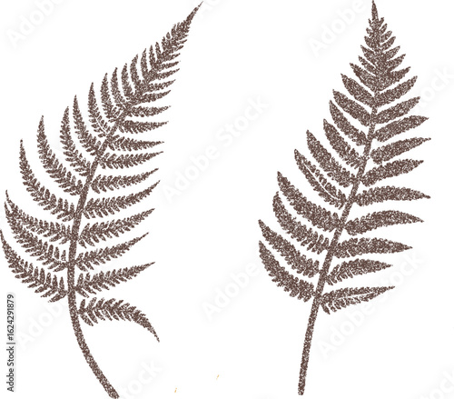 brown fern leaves on white background clip art preview