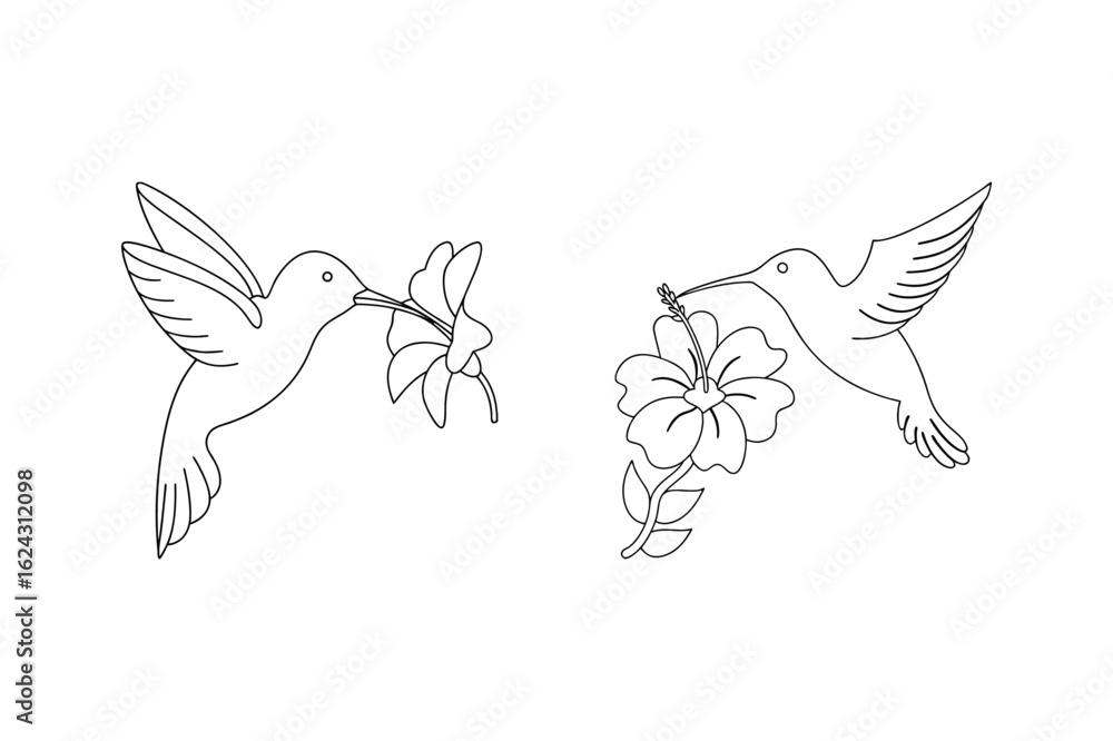 Fototapeta premium Hummingbirds feeding on hibiscus flowers nectar