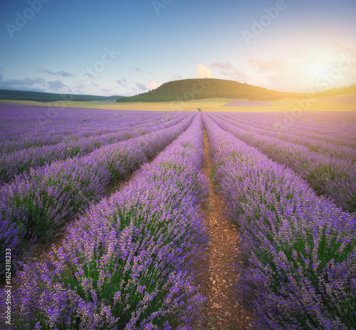 Wallpaper Mural Meadow of lavender at summer sunset. Torontodigital.ca