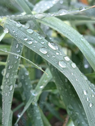 dew on a grass after rain