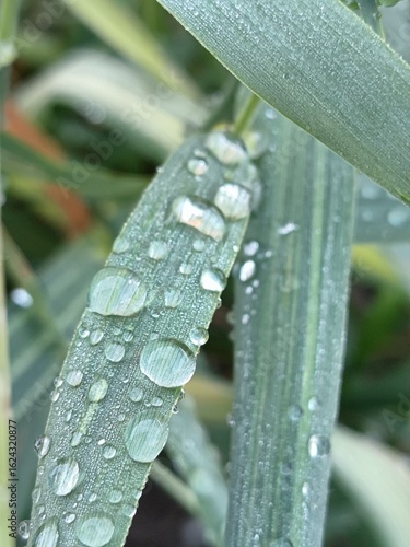 dew on a grass