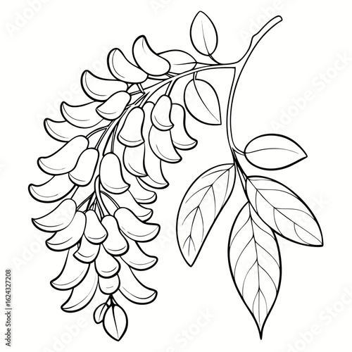 Photos indian laburnum vector illustration on white background.