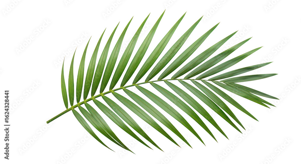 Fototapeta premium Lush Green Palm Frond Isolated On Black
