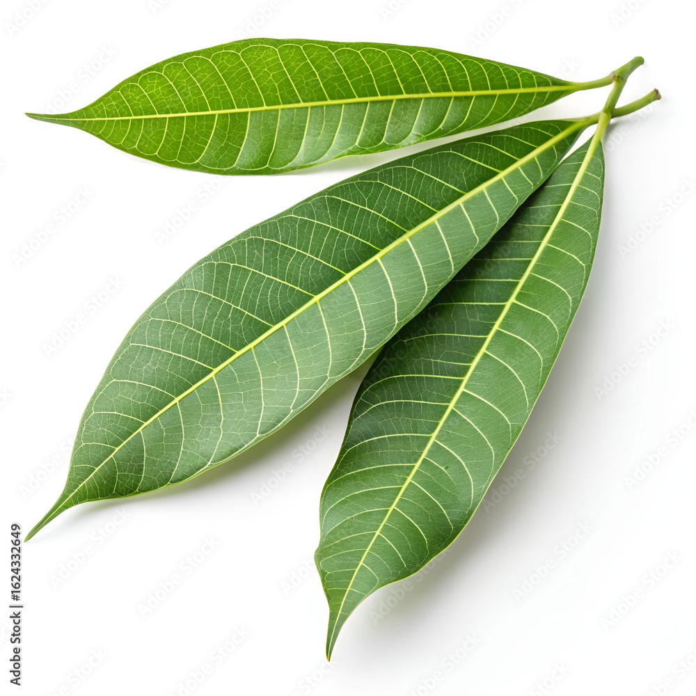 Obraz premium Fresh mango leaves isolated on white background.
