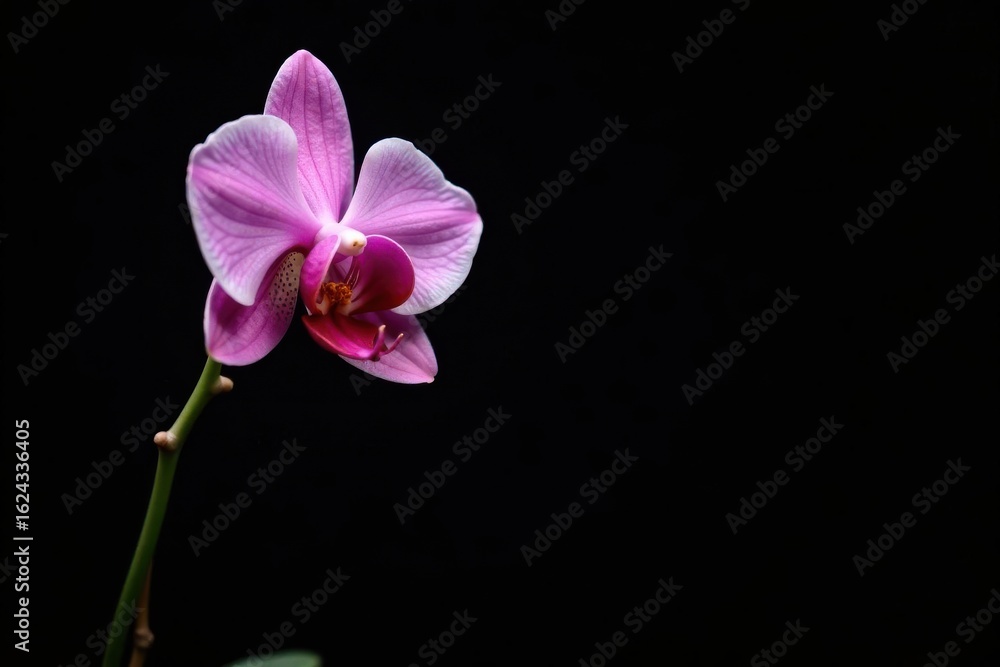 Obraz premium Intricate details of a solitary orchid against a stark black backdrop, single, isolated flower, detail