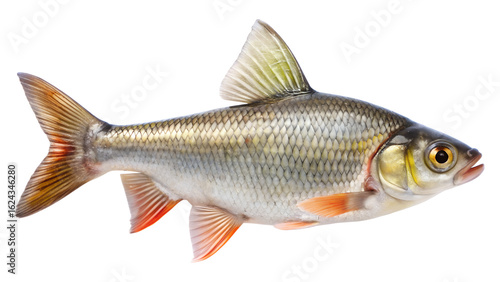 Freshwater roach fish isolated on transparent background, a common cyprinid in europe
