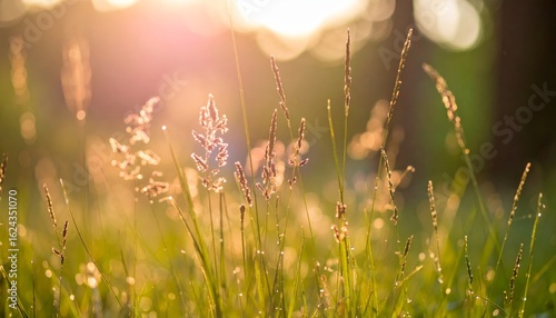 Wild grass in the forest at sunset. Macro image, shallow depth of field