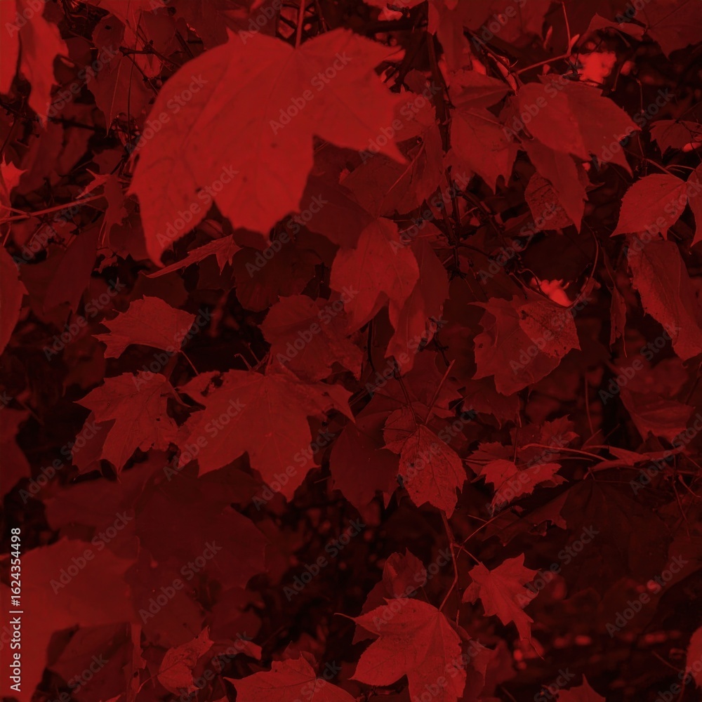 Fototapeta premium Deep crimson foliage close-up