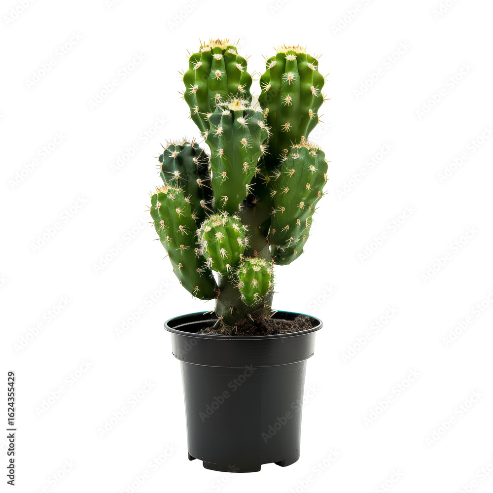 A cactus plant in a dark pot. Green, spiky, and in a pot A cactus plant in a dark pot. Green, spiky, and in a pot