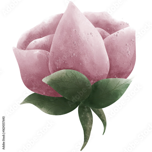 A blooming pink rose with leaves