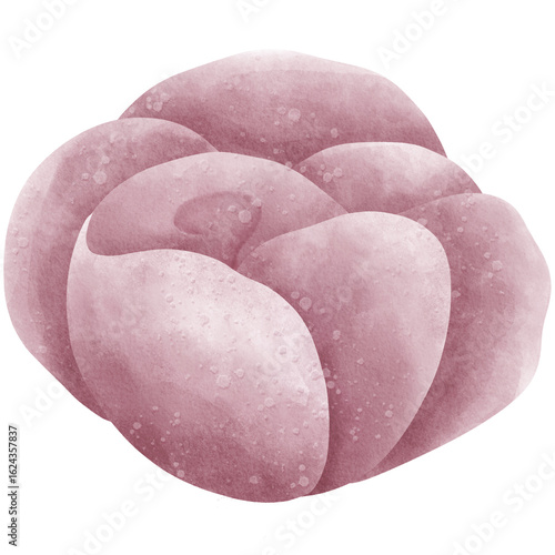 Watercolor bloom pink rose