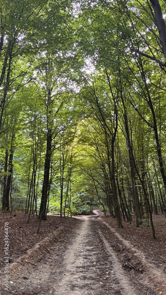 Obraz premium road in the forest