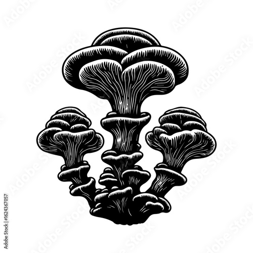 Black and White Illustration of Oyster Mushrooms