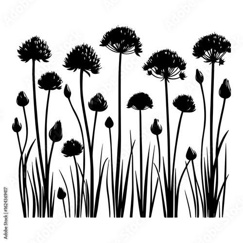 Black Silhouette of Allium Flowers and Buds
