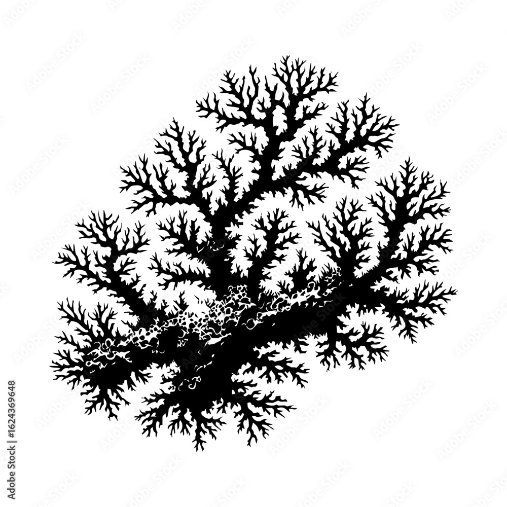 Obraz premium Black Silhouette of Branching Coral or Plant Structure