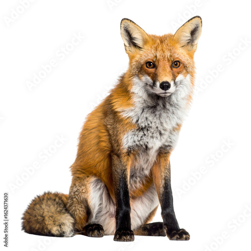 A red fox sitting upright with detailed fur and typical markings, an alert expression