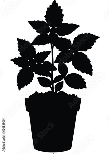 Silhouette of a bushy mint plant in a small pot isolated on transparent background
