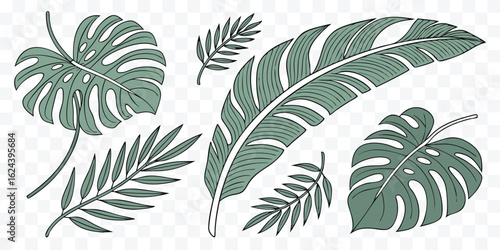 Botanical illustration of tropical leaves including Monstera and palm fronds in a simple line art style evoking a sense of exotic natural beauty